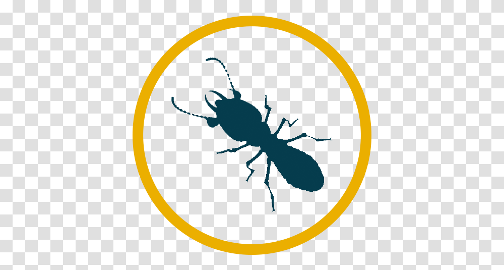 Japanese Rhinoceros Beetle, Animal, Invertebrate, Insect, Termite Transparent Png