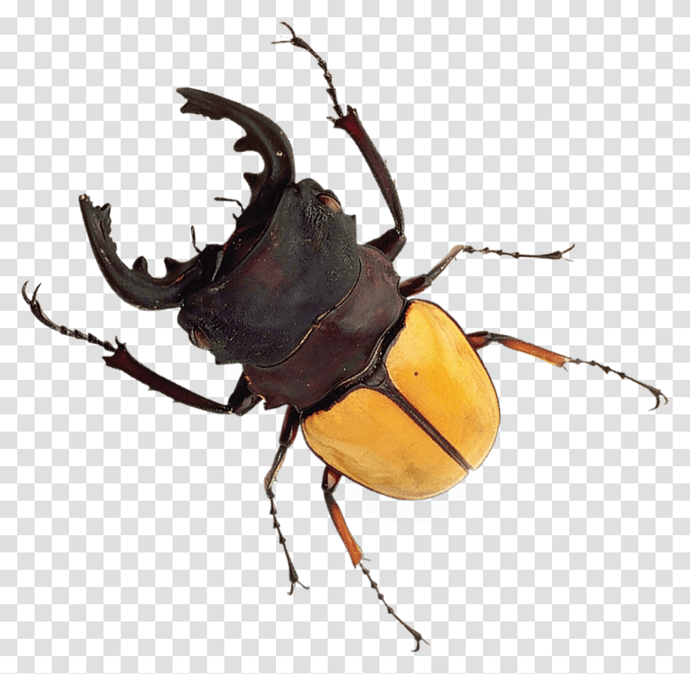 Japanese Rhinoceros Beetle, Bow, Animal, Invertebrate, Insect Transparent Png