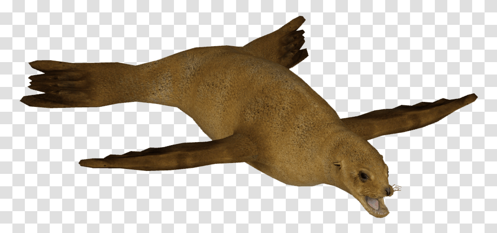 Japanese Sea Lion F Animal Figure, Mammal, Sea Life, Seal, Shark Transparent Png