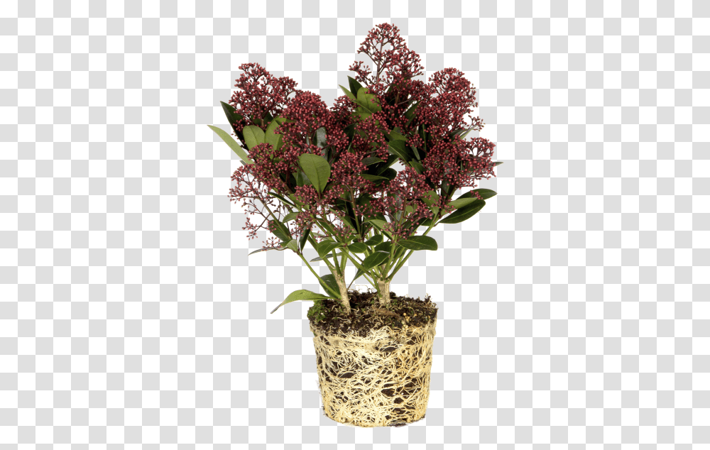 Japanese Skimmia Flowerpot, Plant, Blossom, Flower Arrangement, Flower Bouquet Transparent Png