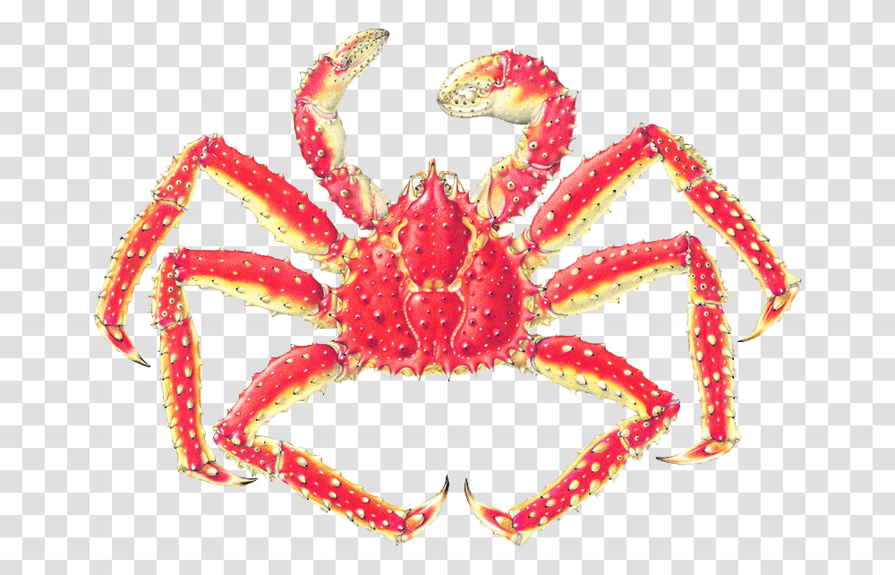Japanese Spider Crab Labeled, Seafood, Sea Life, Animal, Birthday Cake Transparent Png