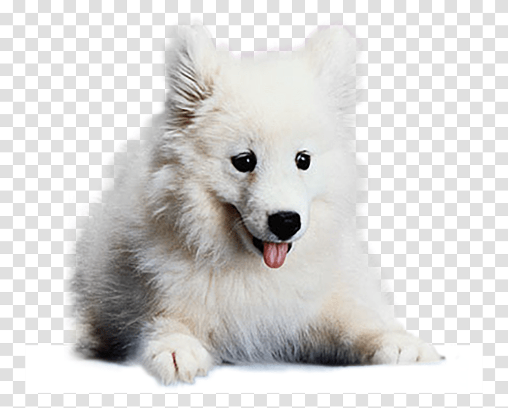 Japanese Spitz, Animal, Mammal, Canine, White Dog Transparent Png