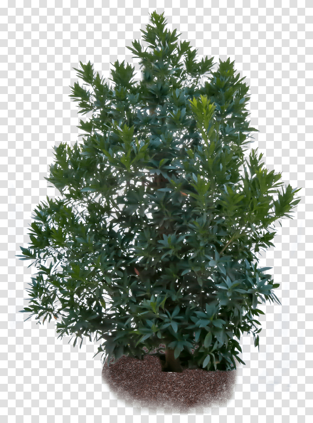 Japanese Tree Japanese Blueberry, Bush, Vegetation, Plant, Potted Plant Transparent Png