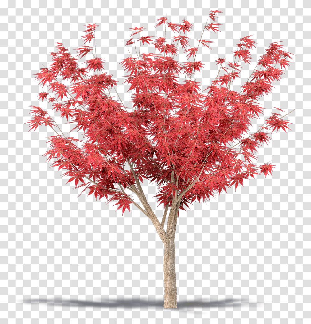 Japanese Tree Picture Japanese Maple Tree, Plant, Leaf Transparent Png