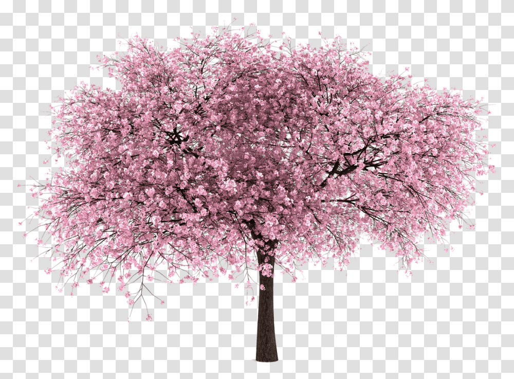 Japanese Trees Vector Clipart Psd Cherry Blossom Tree, Plant, Flower, Fungus Transparent Png