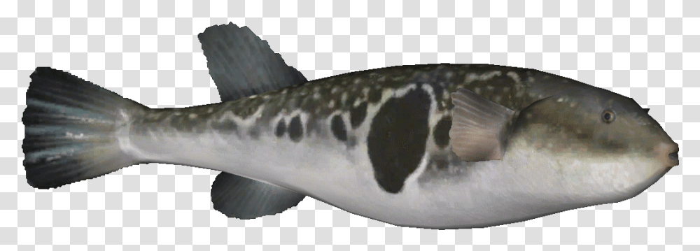 Japanesepuffer Spotted Weakfish, Animal, Sea Life Transparent Png