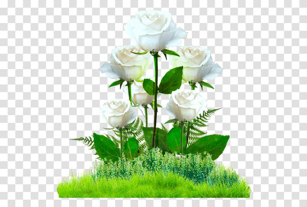 Jardin De Rosas Download Jardin Con Rosas, Plant, Rose, Flower, Blossom Transparent Png