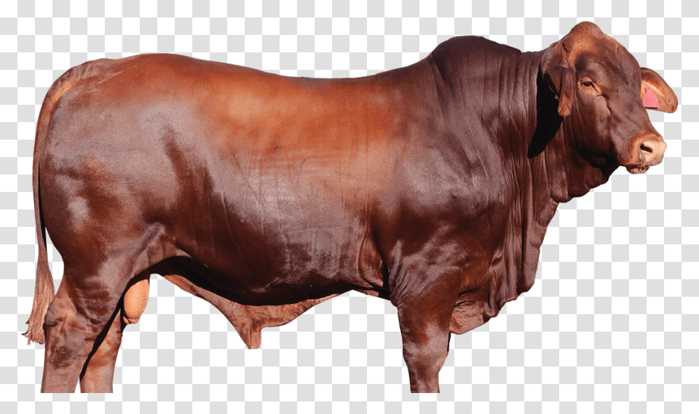 Jarrah Red Cow Red Bull, Mammal, Animal, Ox, Cattle Transparent Png