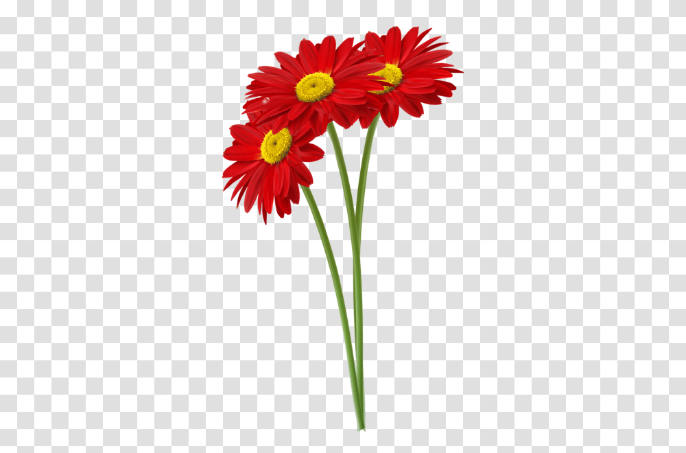 Jaslice Clip Art, Plant, Flower, Blossom, Daisy Transparent Png