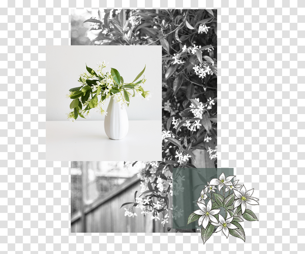 Jasmine Flower Bouquet, Potted Plant, Vase, Jar, Pottery Transparent Png