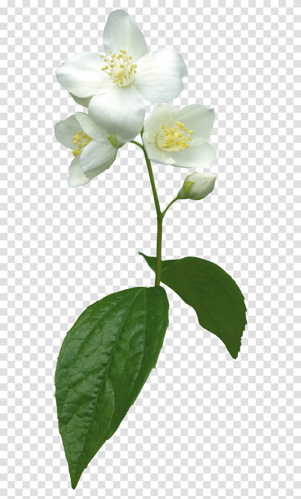 Jasmine Flower Clip Art, Plant, Blossom, Petal, Acanthaceae Transparent Png