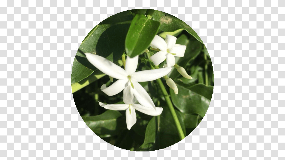 Jasmine Flower Essence Rhythm Of Beauty Frangipani, Plant, Blossom, Leaf, Araceae Transparent Png