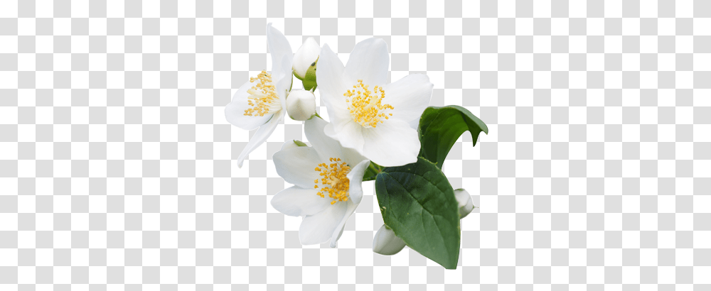 Jasmine Flower Free For Jasmine Flower, Plant, Blossom, Anther, Petal Transparent Png