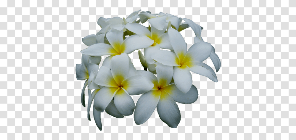 Jasmine Flower, Geranium, Plant, Blossom, Petal Transparent Png