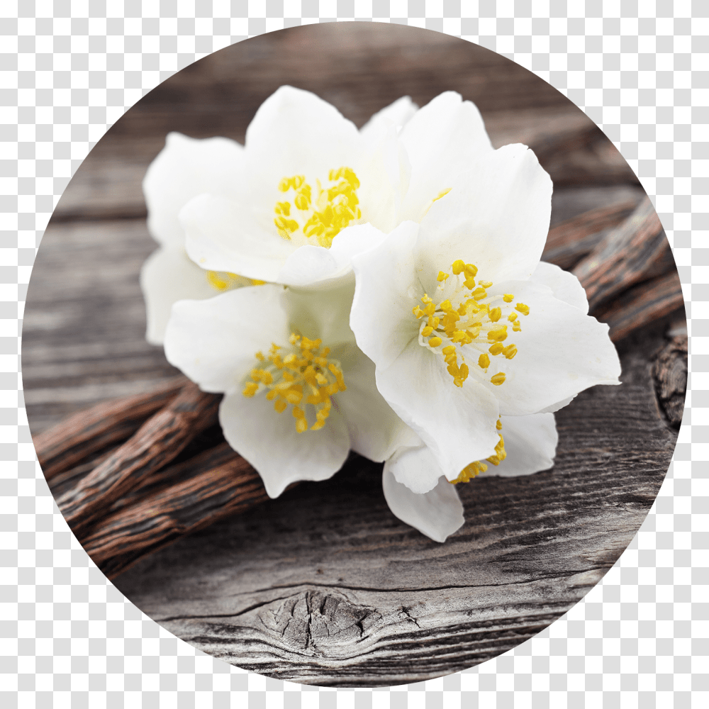 Jasmine Flower Hacer Perfume De Vainilla, Plant, Rose, Pollen, Dahlia Transparent Png