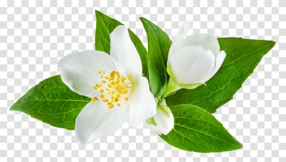 Jasmine Flower Images Free Download Jasmine Flower, Plant, Petal, Anther, Leaf Transparent Png