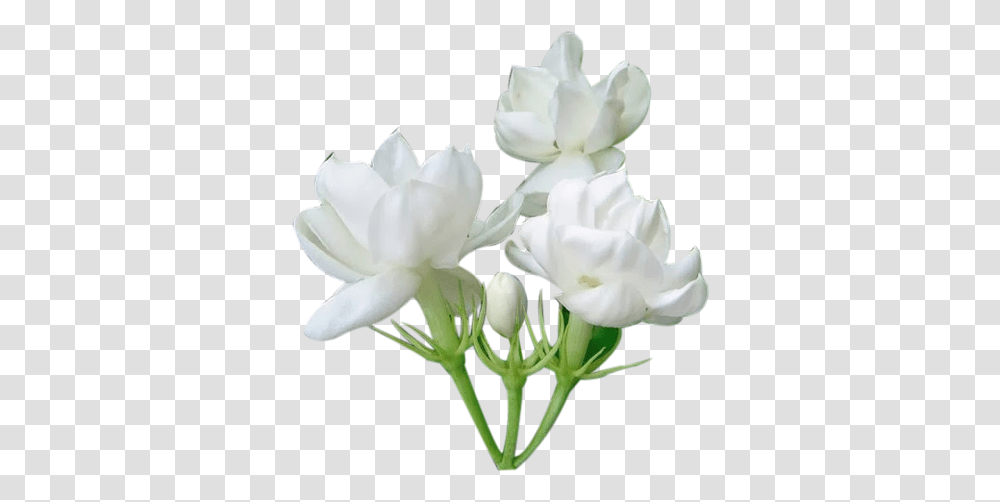 Jasmine Flower Images Free Download Single Jasmine Flower, Plant, Blossom, Petal, Rose Transparent Png