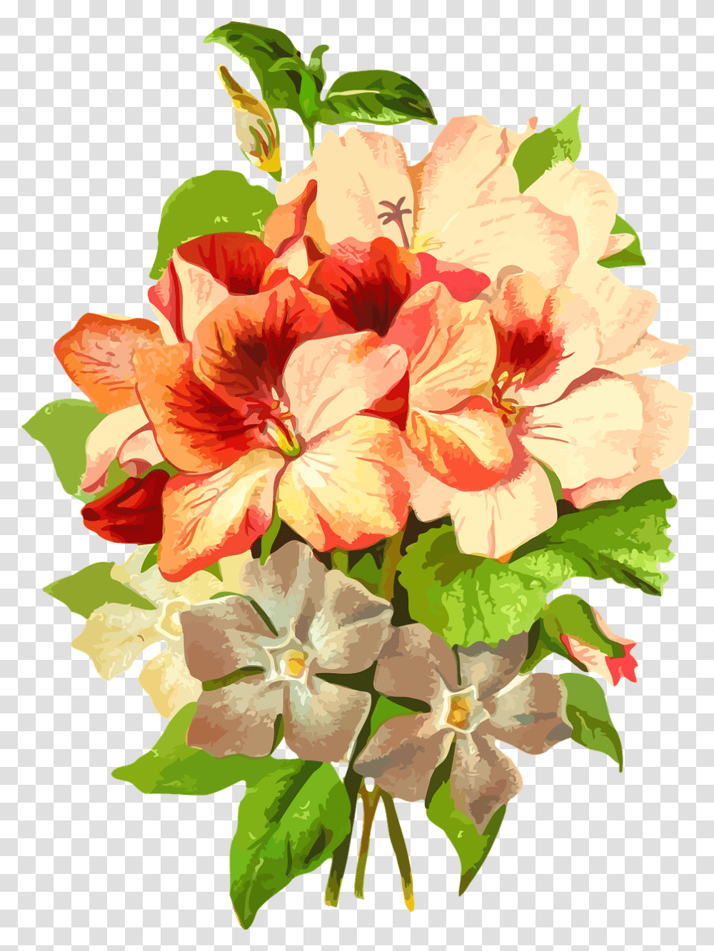 Jasmine Flower Name In Hindi, Plant, Geranium, Blossom, Rose Transparent Png