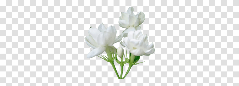 Jasmine Flower Picture Jasmine Flower Clipart, Plant, Blossom, Geranium, Petal Transparent Png