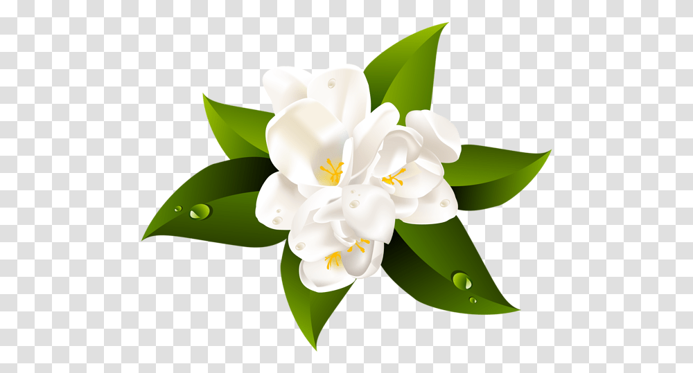 Jasmine Flower Picture Jasmine Flower Clipart, Plant, Lily, Blossom, Anther Transparent Png