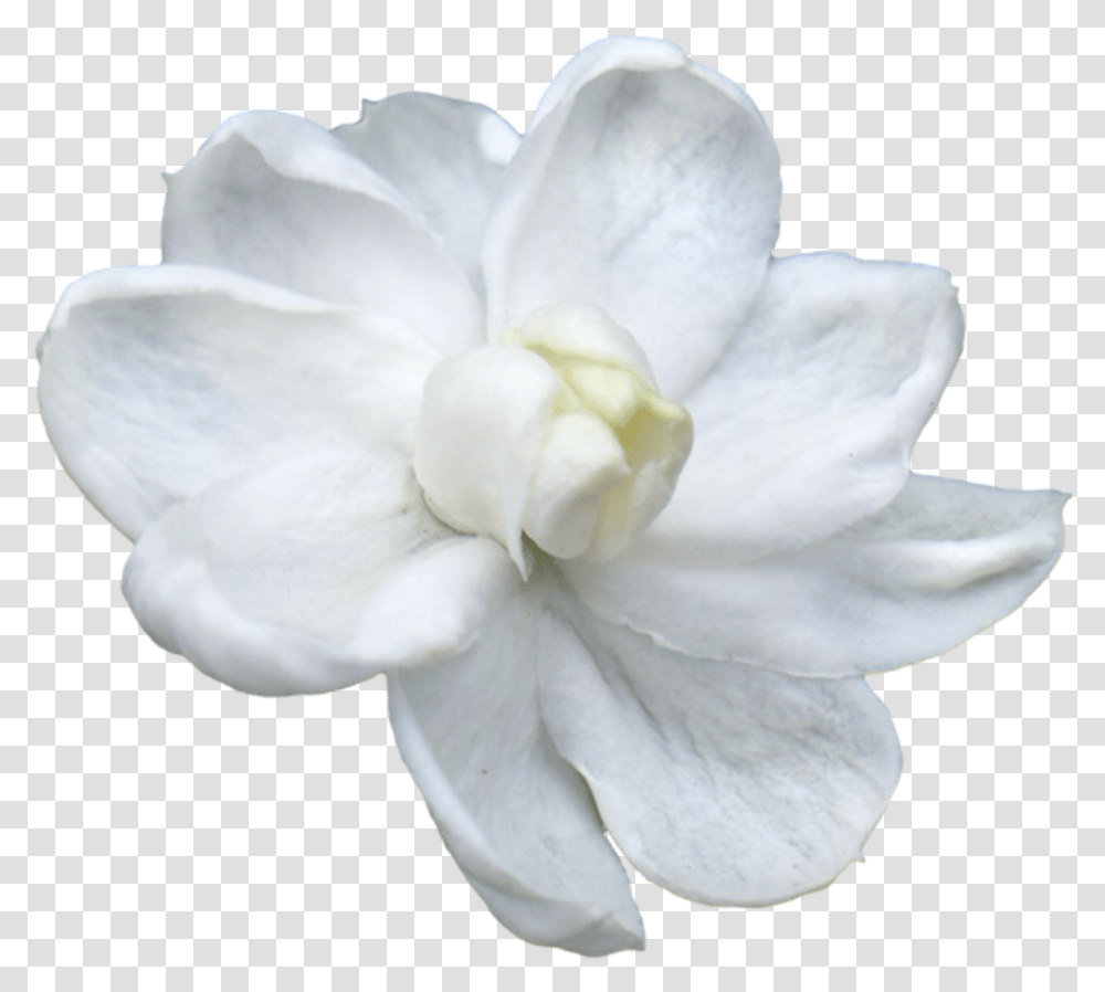 Jasmine Flower Picture White Flower For God, Plant, Rose, Blossom, Petal Transparent Png