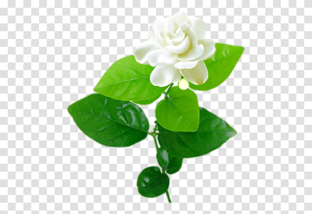 Jasmine Flower With Leaves Jasmine Flower Vector, Leaf, Plant, Rose, Blossom Transparent Png