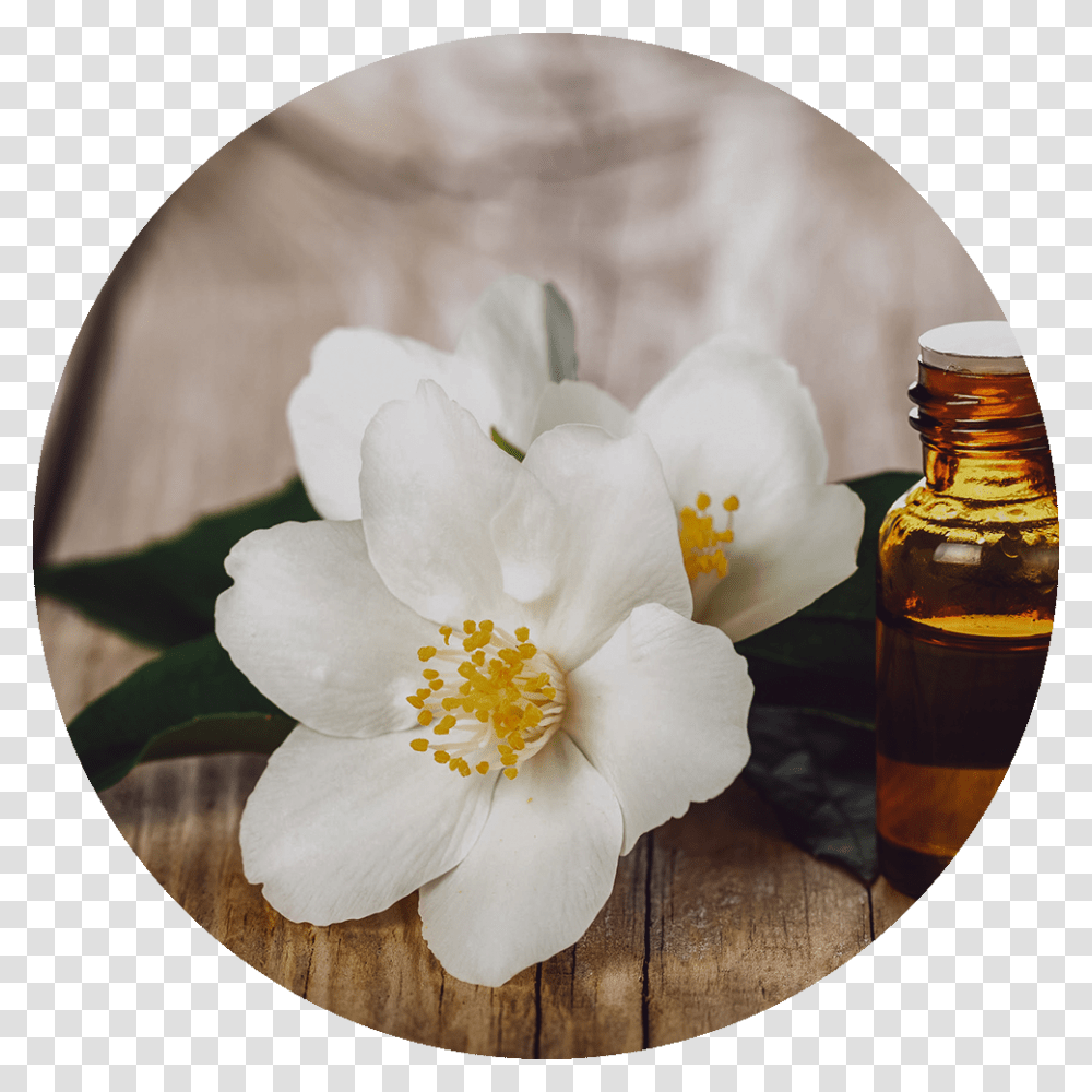 Jasmine Flowers Of Jasmine Oil, Plant, Pollen, Alcohol, Beverage Transparent Png