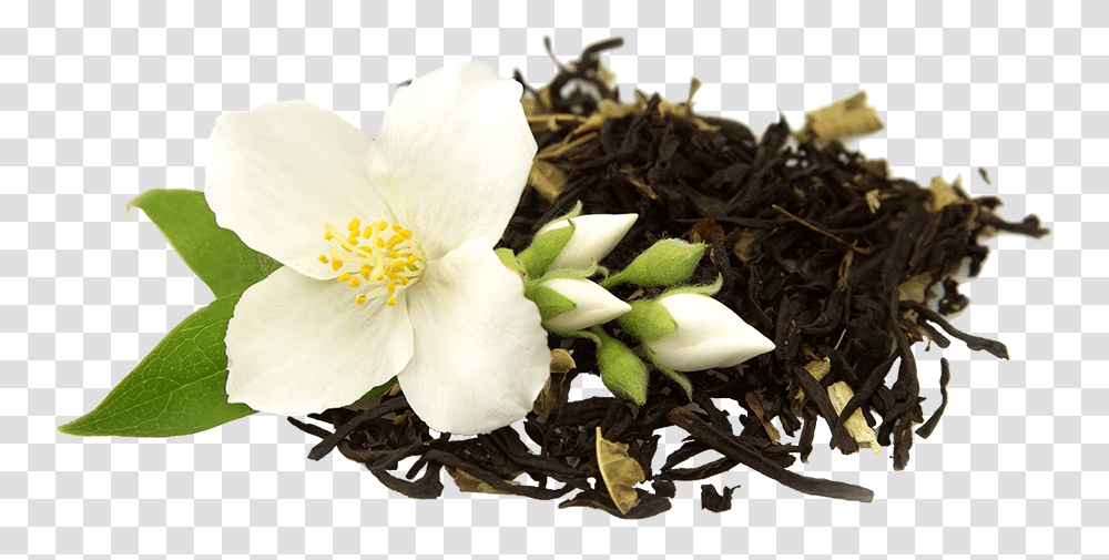 Jasmine Milk Tea Flower, Plant, Blossom, Beverage, Vase Transparent Png