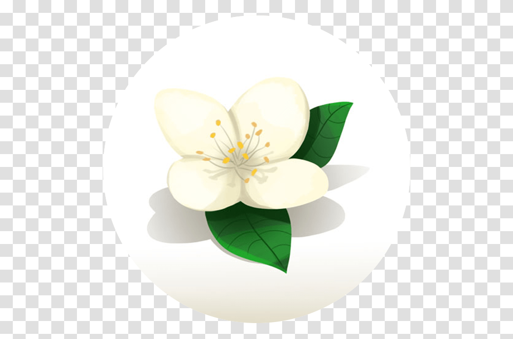 Jasmine, Plant, Anther, Flower, Lamp Transparent Png