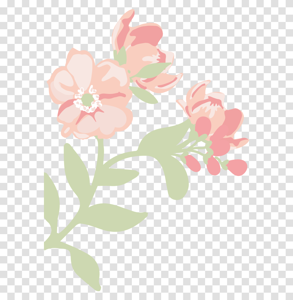 Jasmine, Plant, Flower, Blossom, Hibiscus Transparent Png