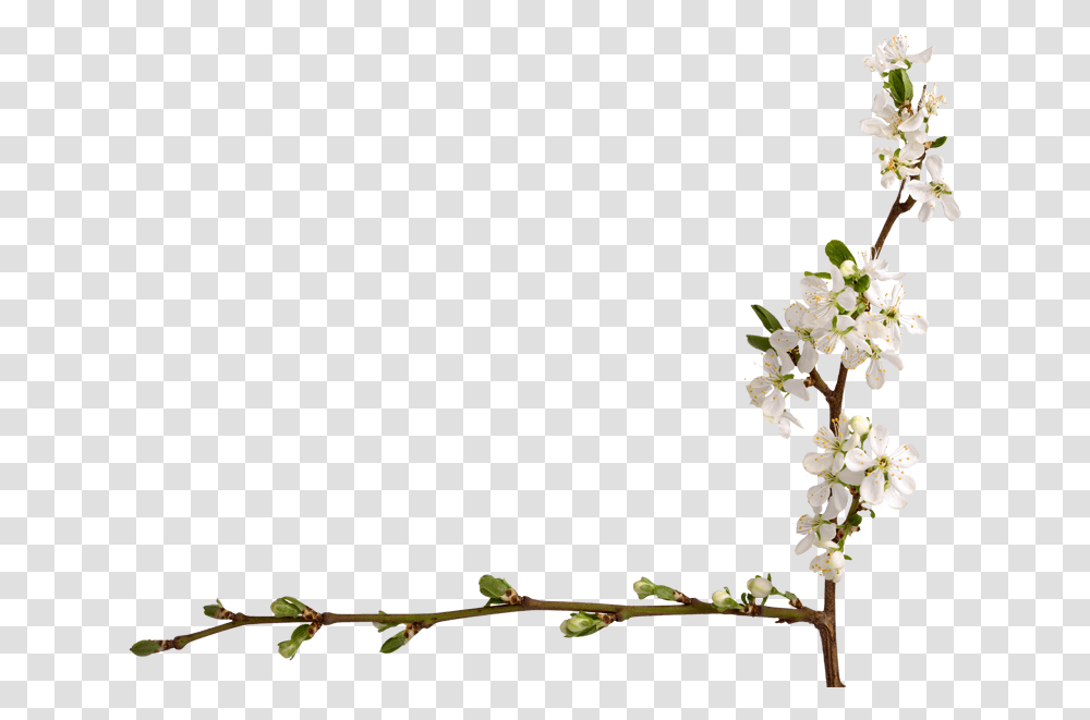 Jasmine, Plant, Flower, Ikebana Transparent Png