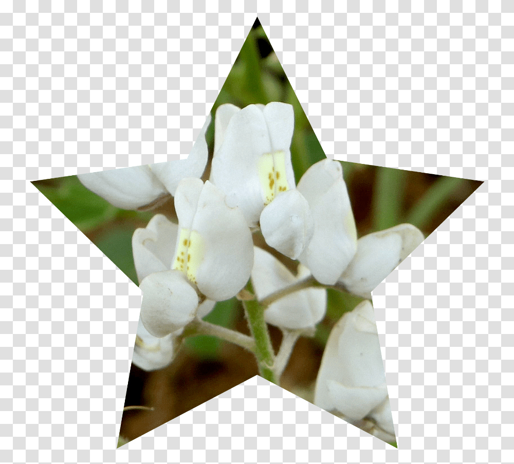 Jasmine, Plant, Flower, Petal, Rose Transparent Png