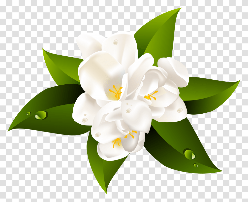 Jasmine, Plant, Lily, Flower, Blossom Transparent Png
