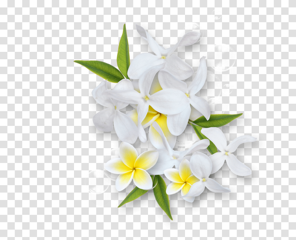 Jasmineflowerclipartblackandwhite Jasmine Flower Black And White, Plant, Blossom, Petal, Floral Design Transparent Png