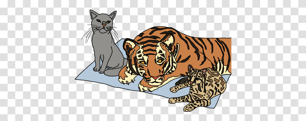 Javascript For Cats Polymorphism, Tiger, Wildlife, Mammal, Animal Transparent Png