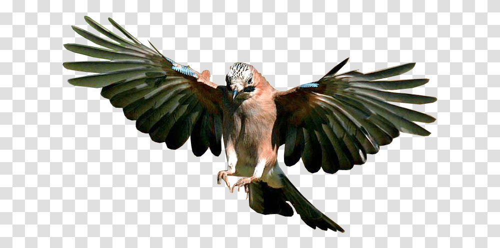 Jay Bird Flying Background Flying Bird Background, Animal, Blue Jay, Bee Eater, Kite Bird Transparent Png