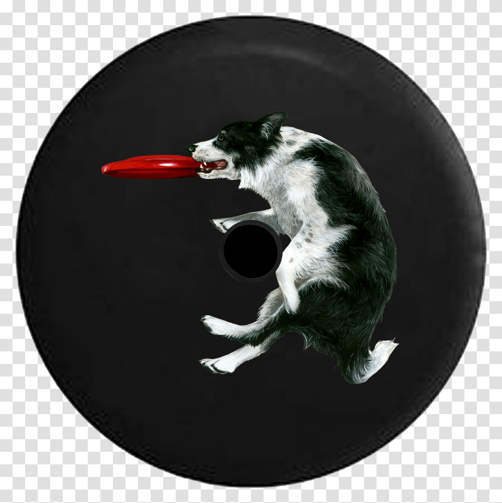 Jeep Wrangler Jl Backup Camera Day Border Collie Frisbee Dog Catches Something, Toy, Pet, Mammal, Animal Transparent Png
