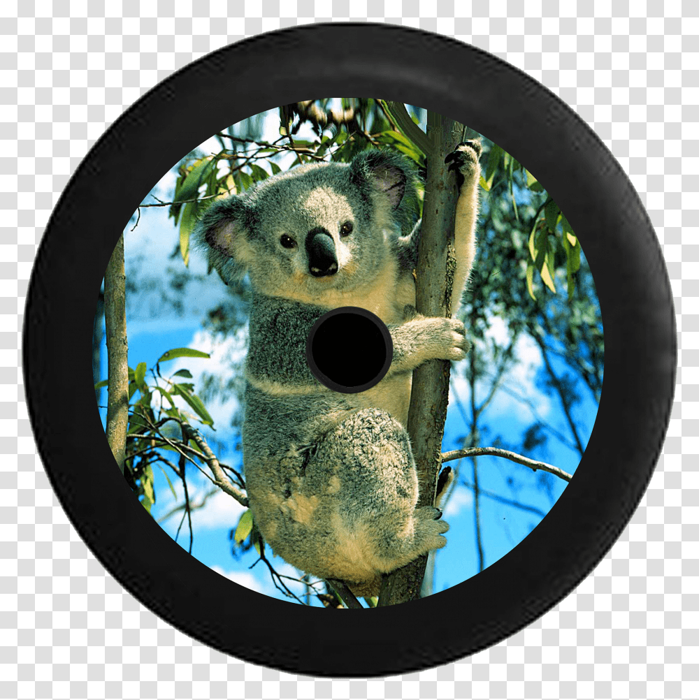 Jeep Wrangler Jl Backup Camera Koala Bear In Bamboo Koala Climbing A Tree, Giant Panda, Wildlife, Mammal, Animal Transparent Png