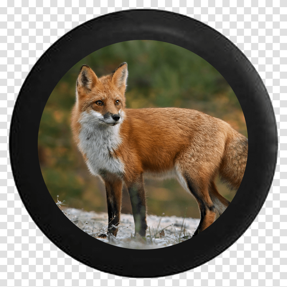 Jeep Wrangler Spare Tire Cover With Red Fox Red Fox Pennsylvania Transparent Png