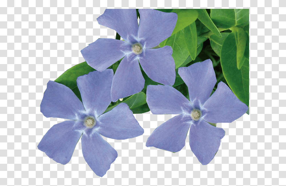 Jeepers Creepers Down Low And Fun To Grow Valleybrook Periwinkle Flower, Plant, Blossom, Petal, Geranium Transparent Png