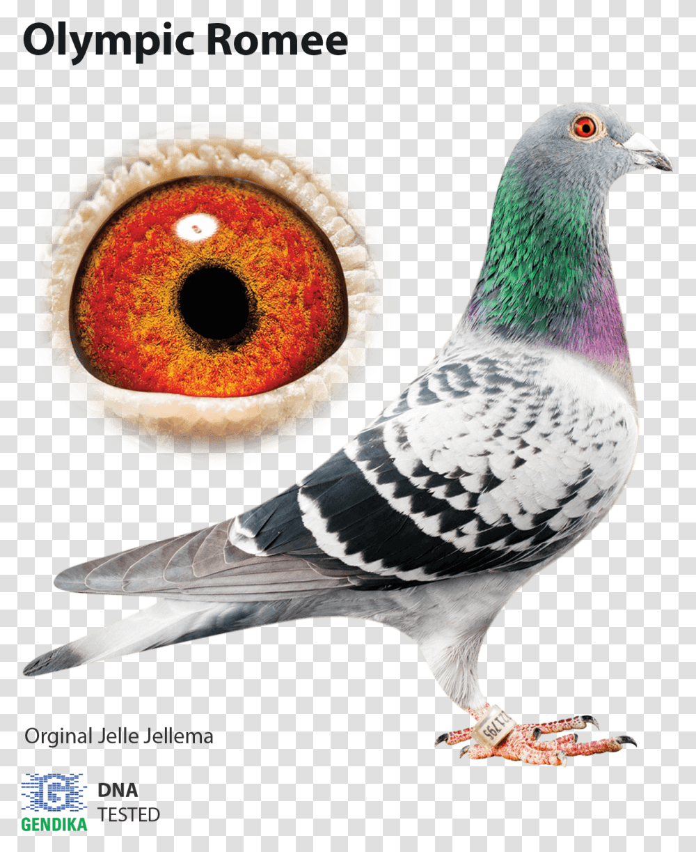 Jelle Jellema Racing Pigeons, Bird, Animal, Dove Transparent Png