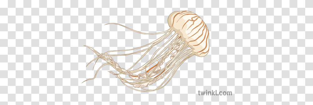 Jellyfish 2 Illustration Twinkl Illustration, Animal, Sea Life, Invertebrate, Mixer Transparent Png