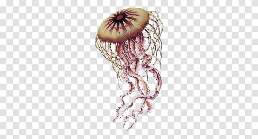 Jellyfish, Animals, Sea Life, Alien Transparent Png