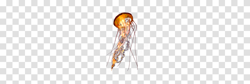 Jellyfish, Animals, Insect, Invertebrate, Sea Life Transparent Png