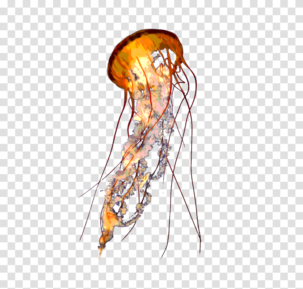 Jellyfish, Animals, Insect, Invertebrate, Sea Life Transparent Png
