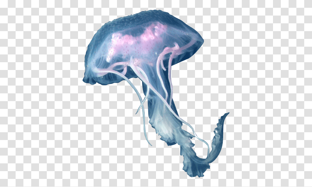 Jellyfish, Animals, Invertebrate, Sea Life, Bird Transparent Png