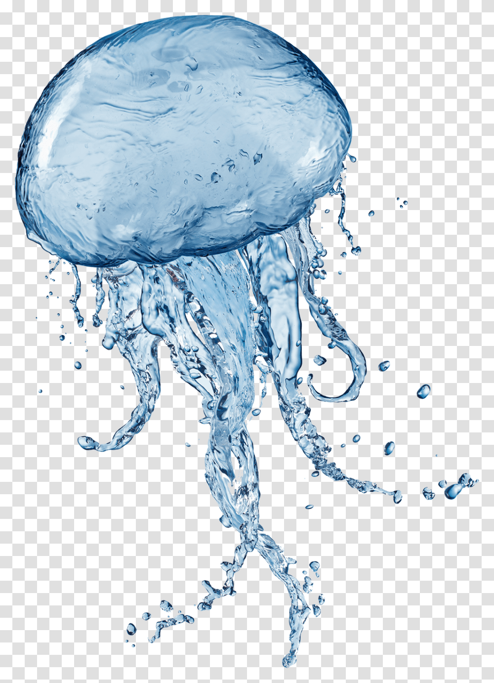 Jellyfish, Animals, Invertebrate, Sea Life, Bird Transparent Png