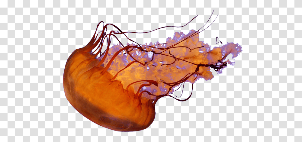 Jellyfish, Animals, Invertebrate, Sea Life, Lobster Transparent Png