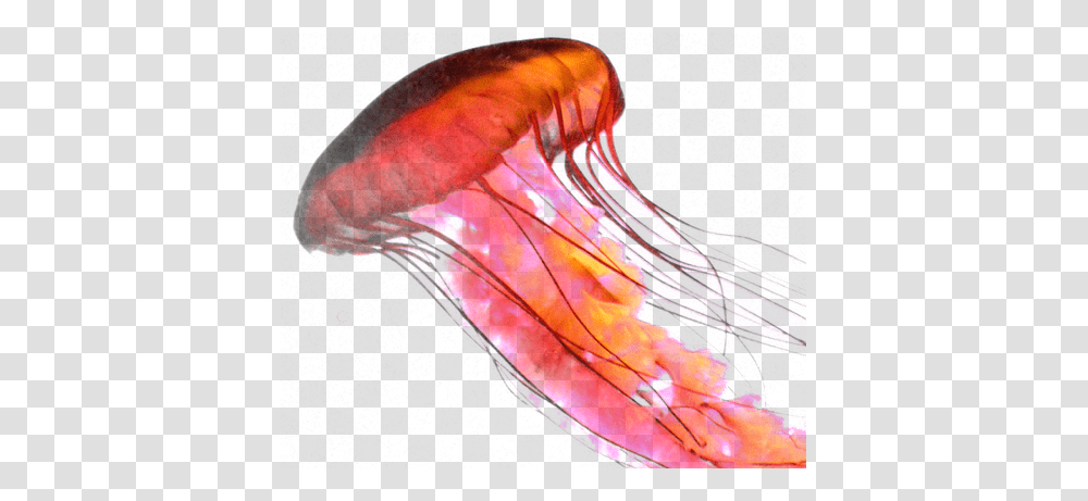 Jellyfish, Animals, Invertebrate, Sea Life, Person Transparent Png