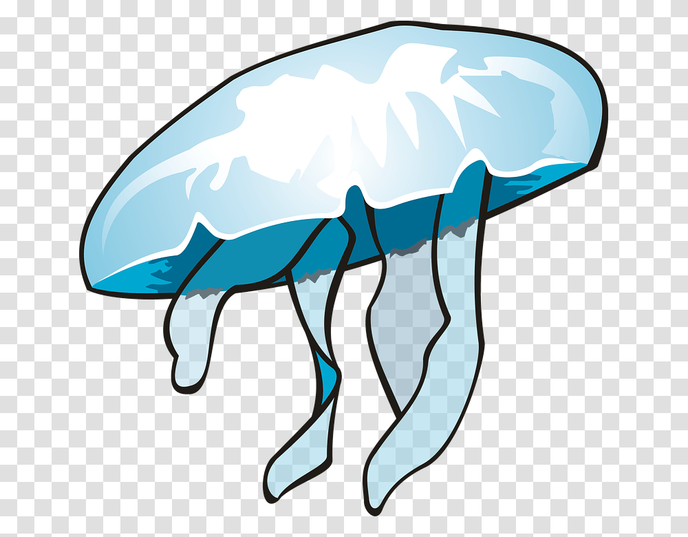 Jellyfish, Animals, Invertebrate, Sea Life Transparent Png